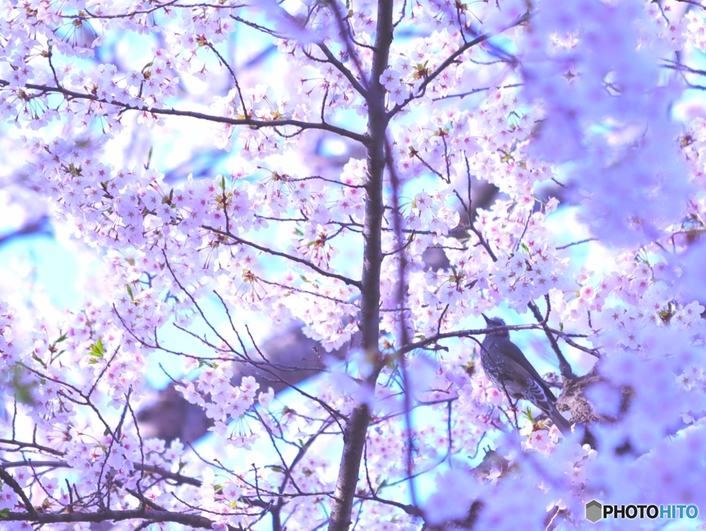 鳥たちの花見