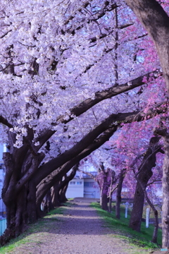 朝日の桜並木