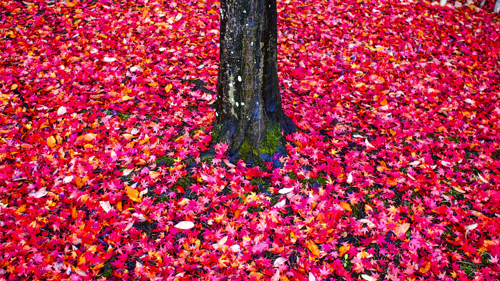 紅葉の絨毯