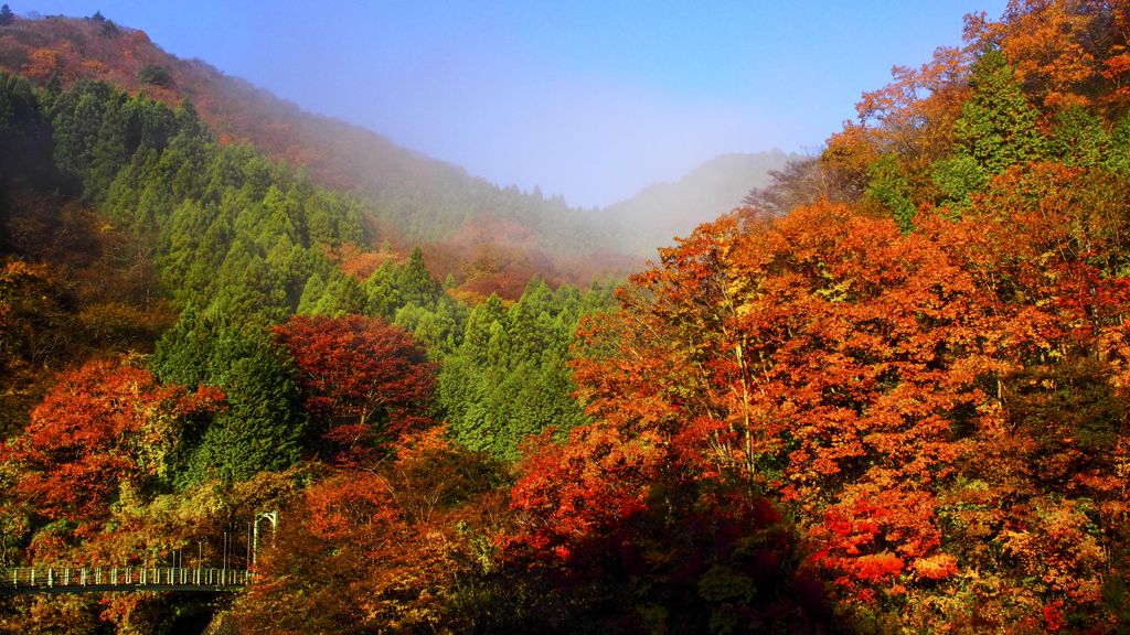 檜洞丸の紅葉