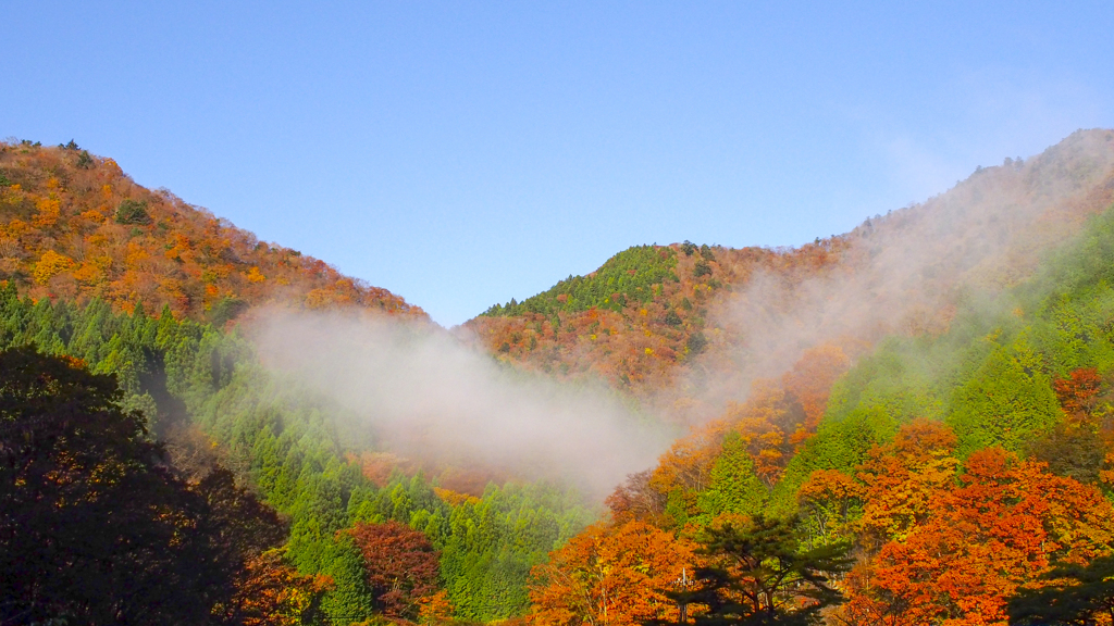 檜洞丸の紅葉