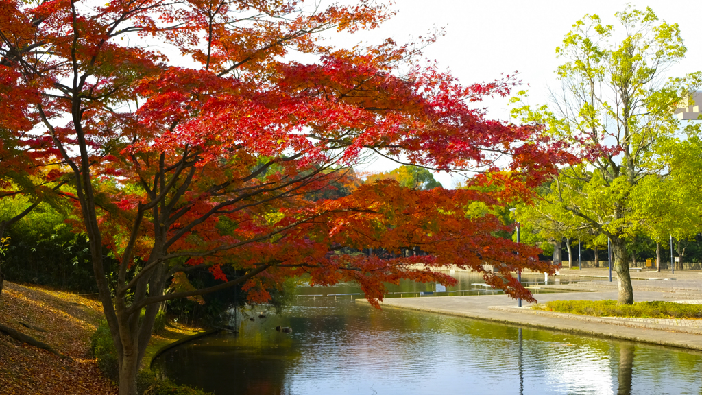 多摩中央公園