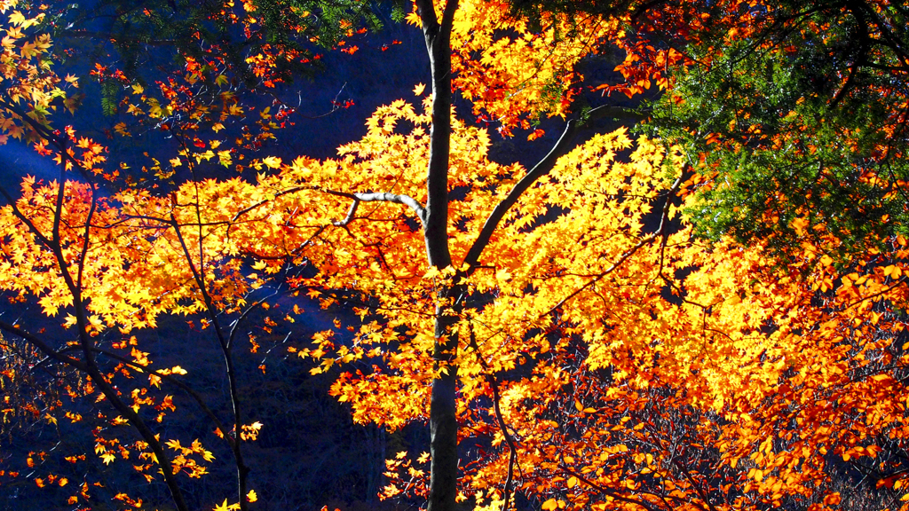 檜洞丸の紅葉