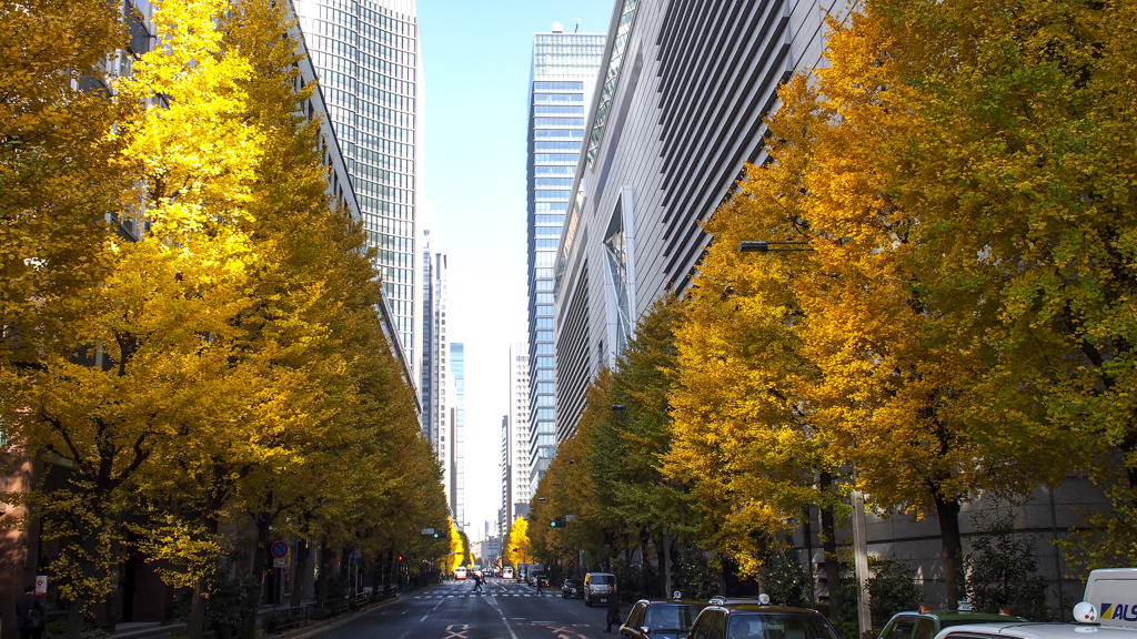 丸の内の銀杏並木