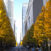 丸の内の銀杏並木