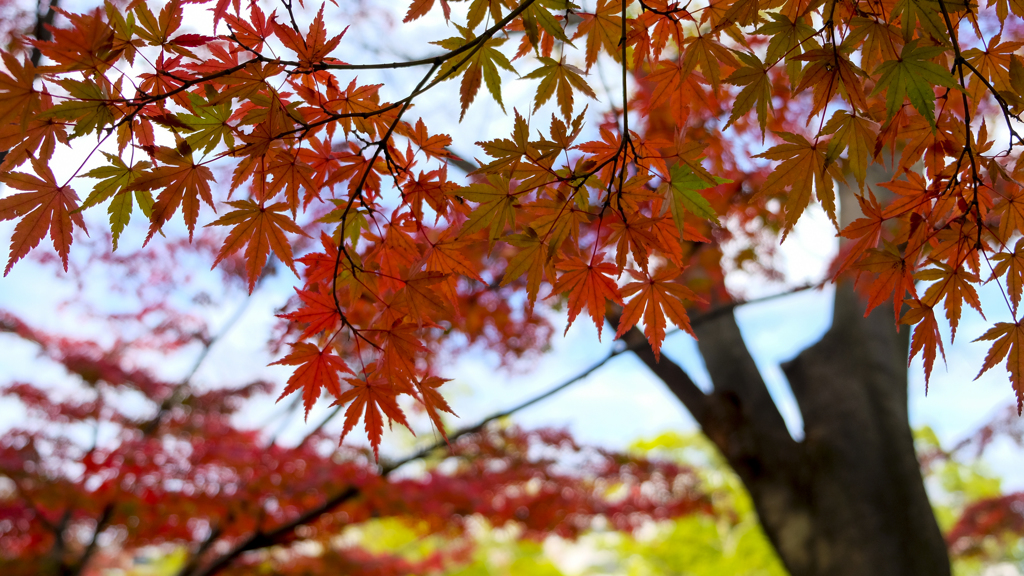 多摩中央公園のもみじ