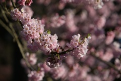 桜咲く