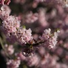 桜咲く