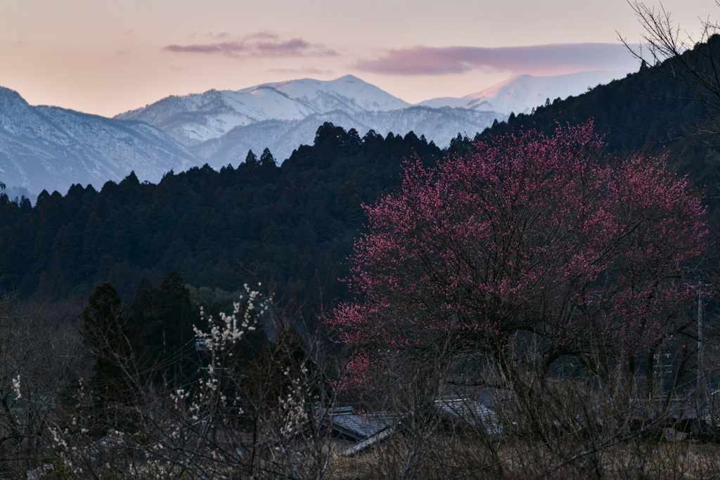 梅と夕焼け