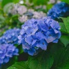 紫陽花