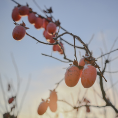 陽光に包まれて