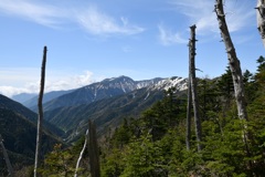 立ち枯れの森と悪沢岳