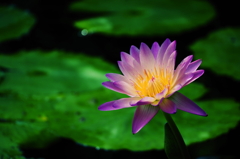 water lily