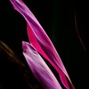 Cordyline