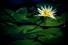 water  lily