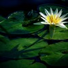 water  lily