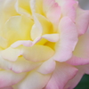 名前忘れた薔薇