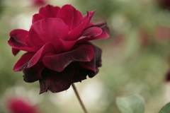 名前忘れた薔薇
