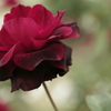 名前忘れた薔薇