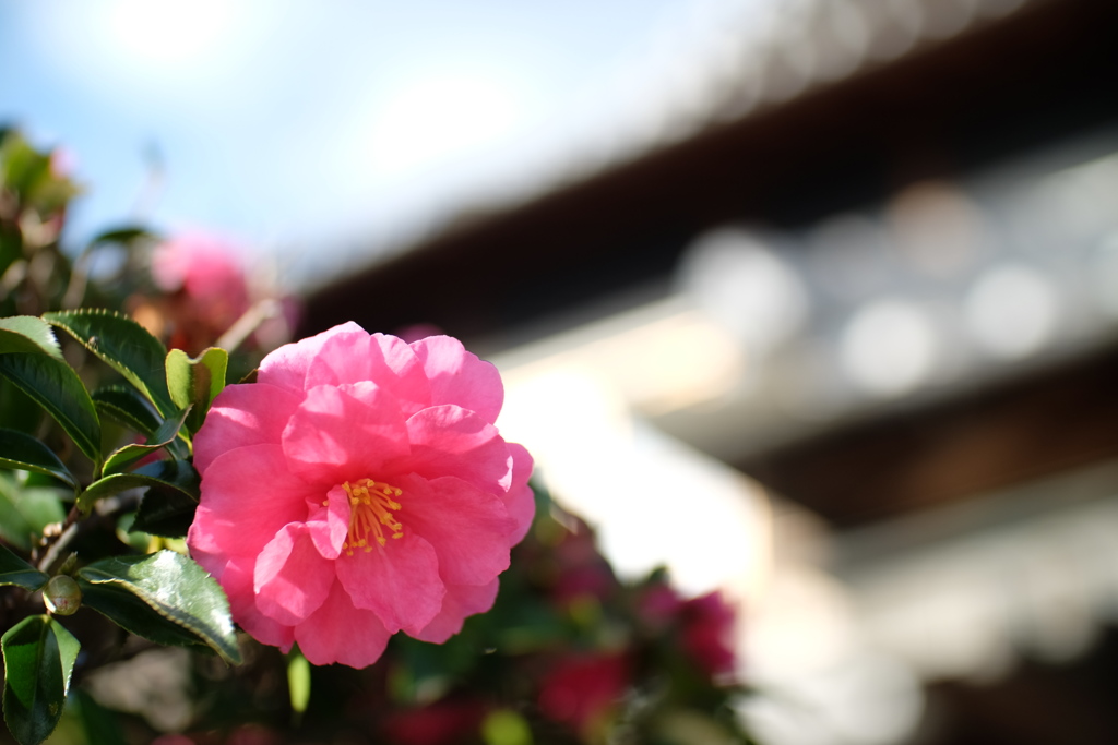 DSCF4047