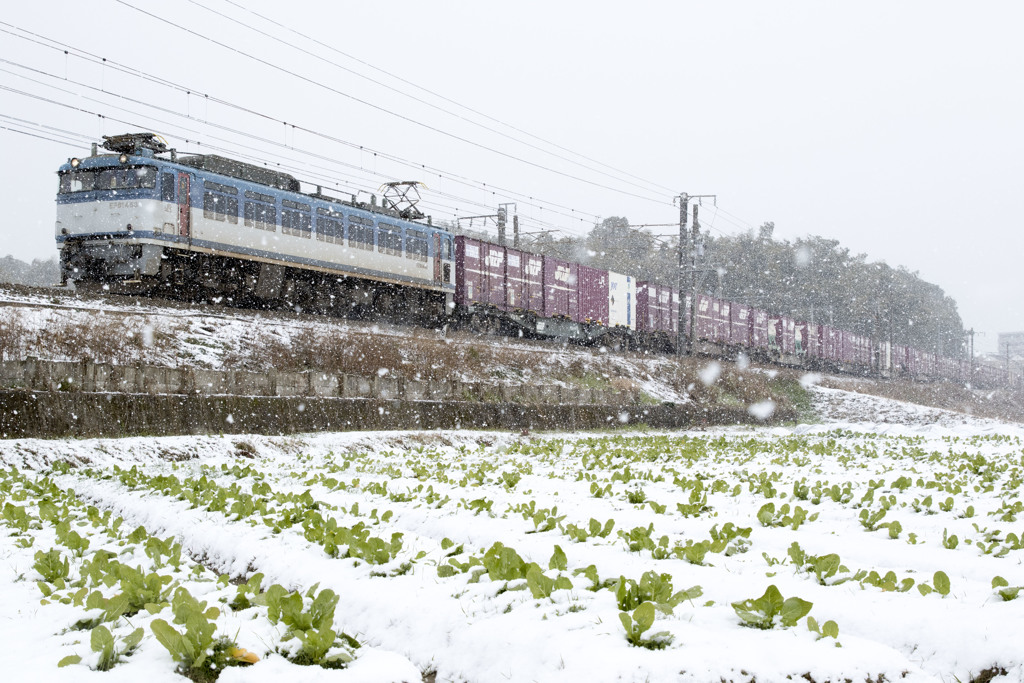 雪のテンハルを行く -EF81 453-