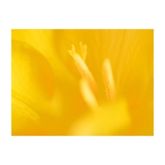 .albumtemp