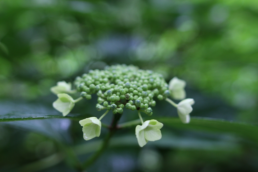 芽吹く前