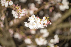鏡神社　夜桜 (7)