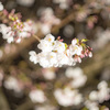 鏡神社　夜桜 (7)