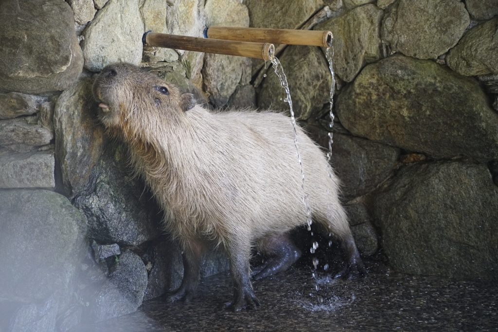 この子・・・水飲むのが下手なんです・・・(´；ω；`)