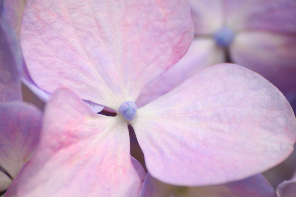 紫陽花の花弁