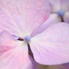 紫陽花の花弁