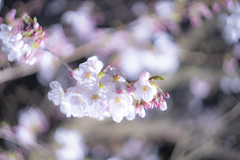 鏡神社　夜桜 (11)