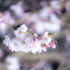 鏡神社　夜桜 (11)