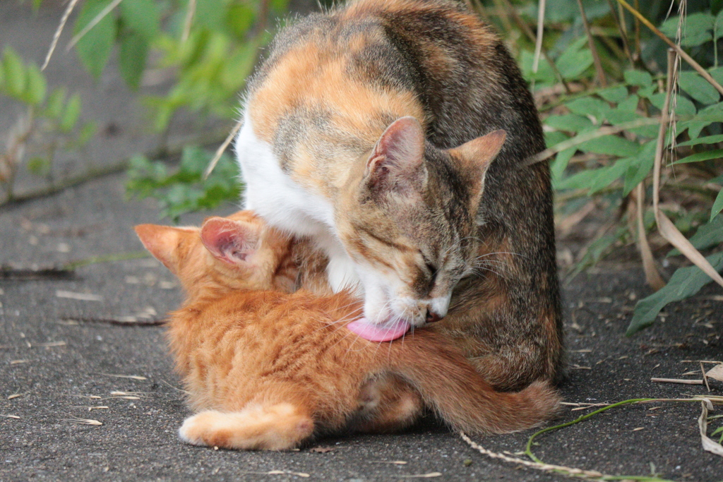 親猫の毛繕い