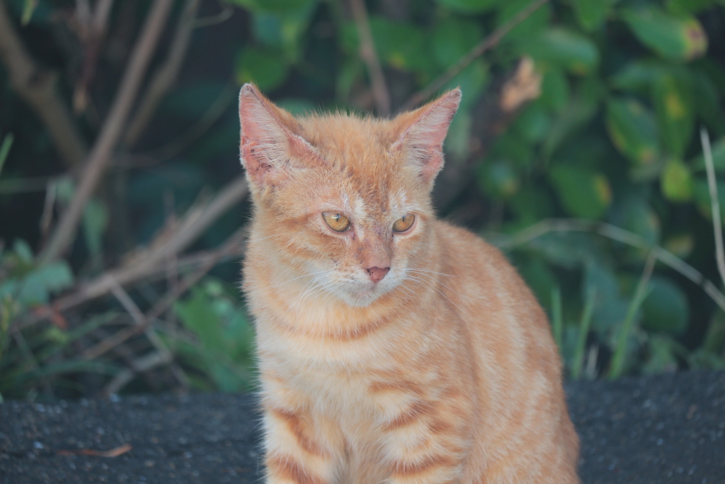 近所の野良猫