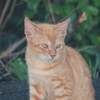 近所の野良猫