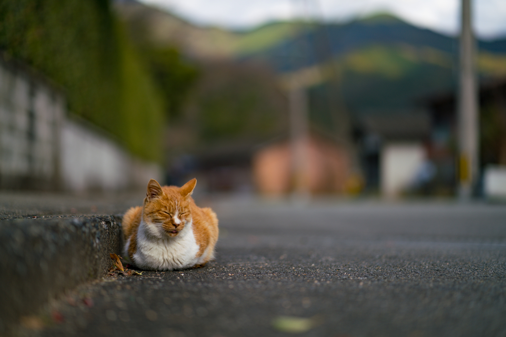 ネコがいる風景