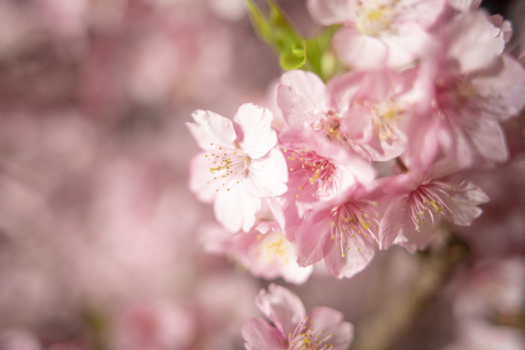 夜桜