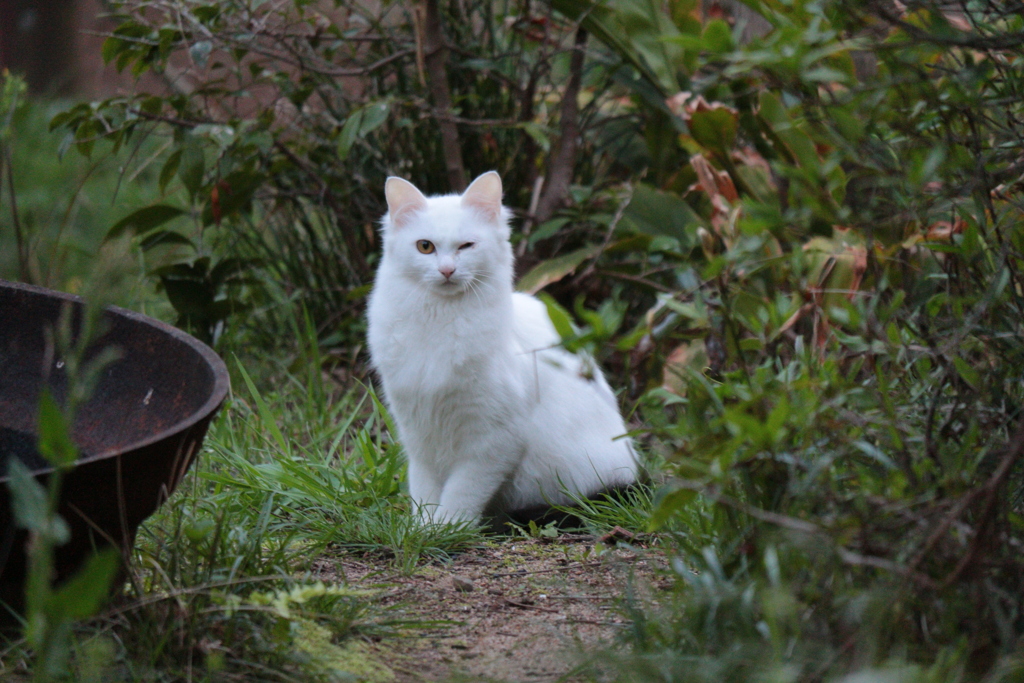 片目の猫