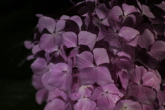 真夜中の紫陽花