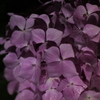 真夜中の紫陽花