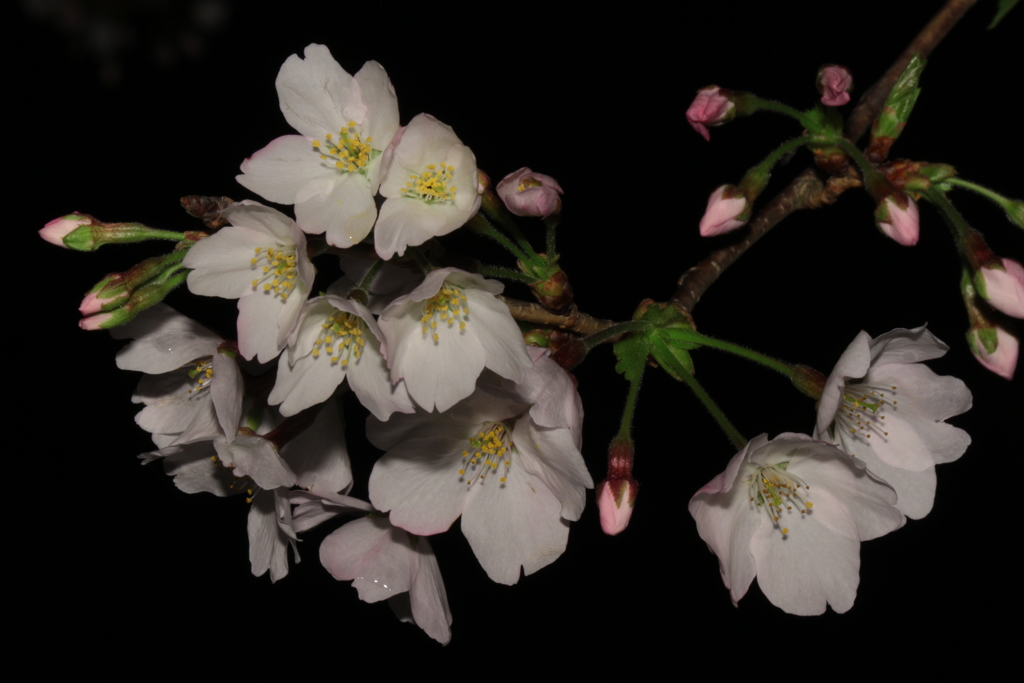 夜の桜