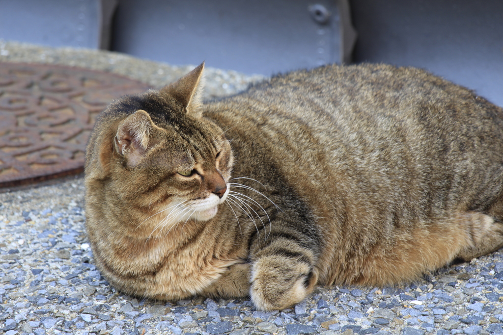 野良ネコ