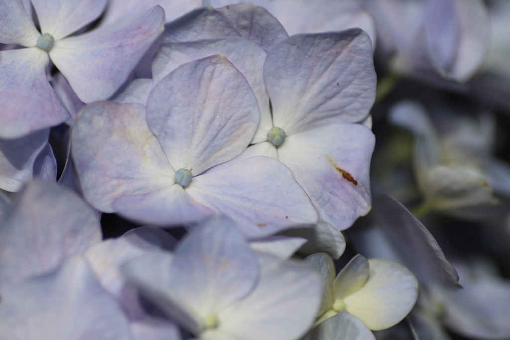 真夜中の紫陽花