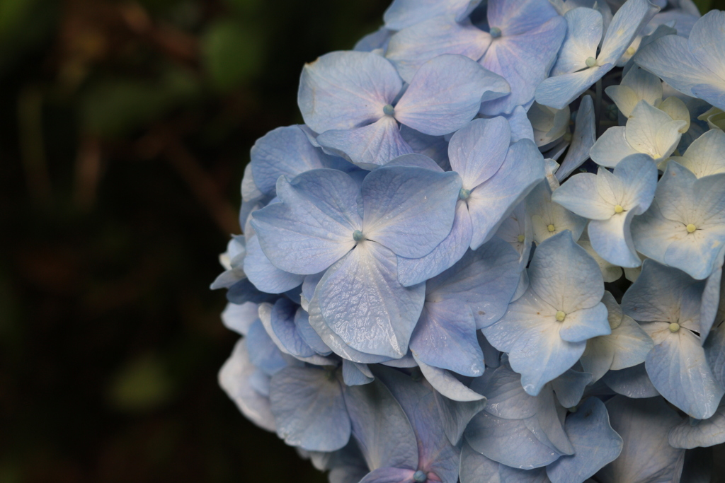 紫陽花