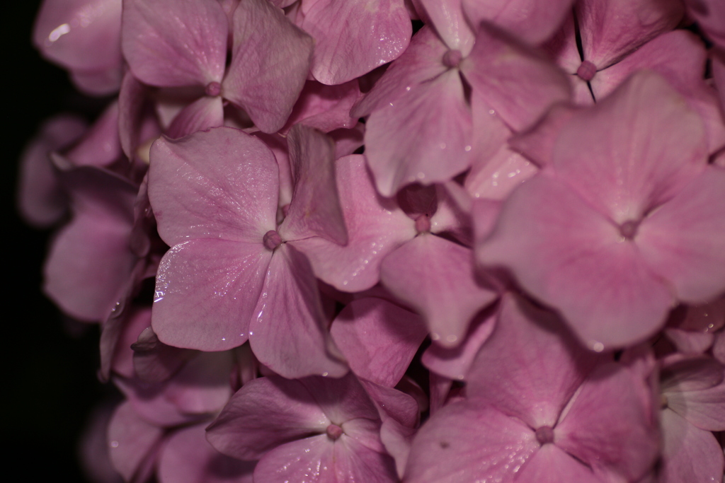 滝露の紫陽花