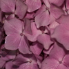 滝露の紫陽花
