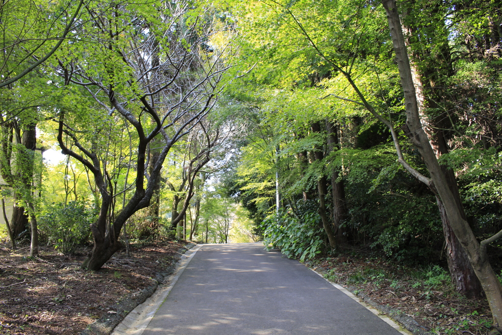 鏡山　山道