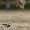 四畳半だと⁈お前なんかみ〇〇〇半じゃないかっ‼︎